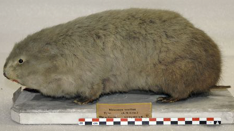 Asian bamboo rat_Baiduwiki
