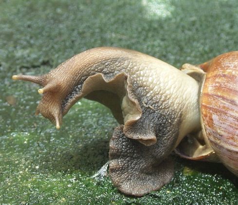 アフリカマイマイ（腹足綱アフリカマイマイ科の動物）_百度百科