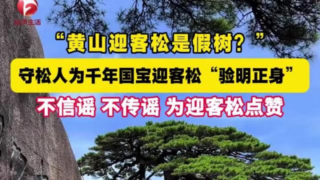 迎賓松_百度百科