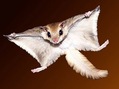 ムササビ_百度百科