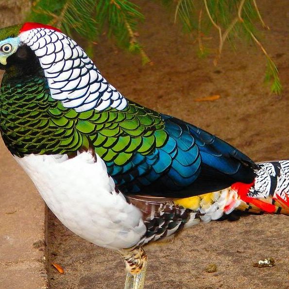 コウライキジ（キンケイ属の鳥類の総称）_百度百科