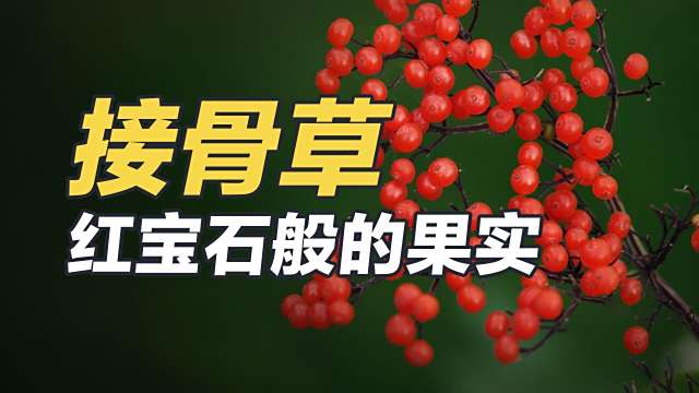 接骨草_百度百科