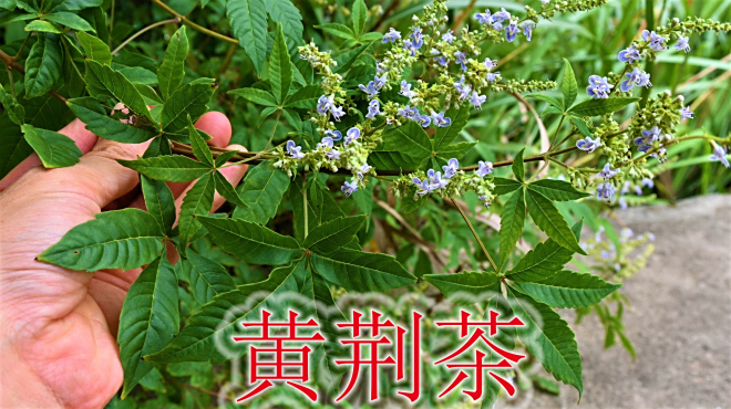 ホソバニンジンボク_百度百科