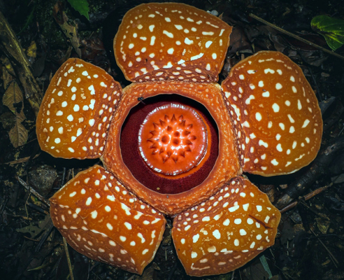 Rafflesia（Un género de la familia Rafflesiaceae del orden Malpighiales ...