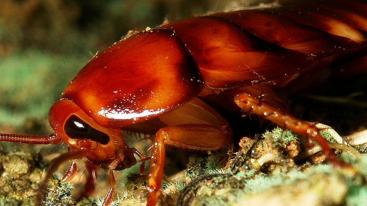 Oriental cockroach_Baiduwiki