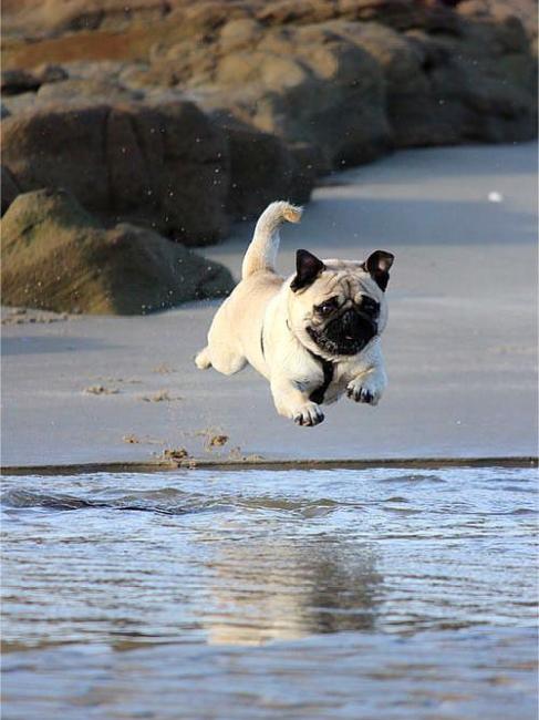 Pug（A short and stocky companion dog with facial wrinkles (an animal of ...