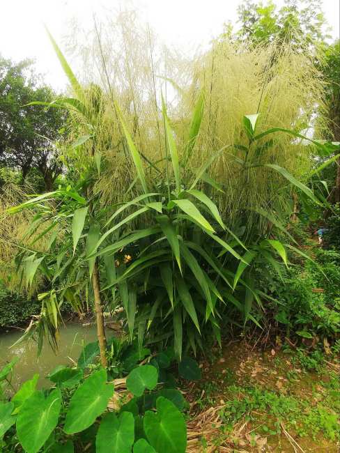 Arundo donax（A plant in the genus Arundo of the family Poaceae.）_Baiduwiki