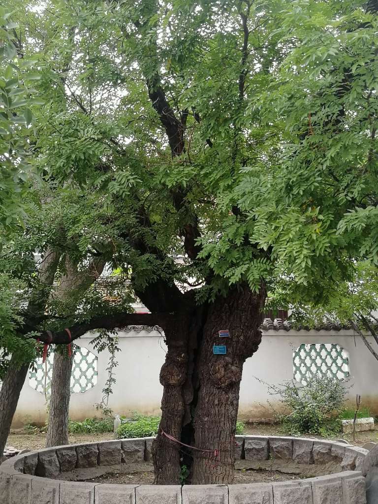 Japanese pagoda tree_Baiduwiki