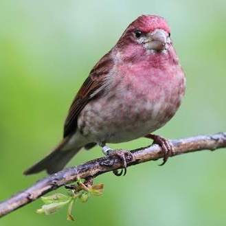 Purple Finch_百度百科