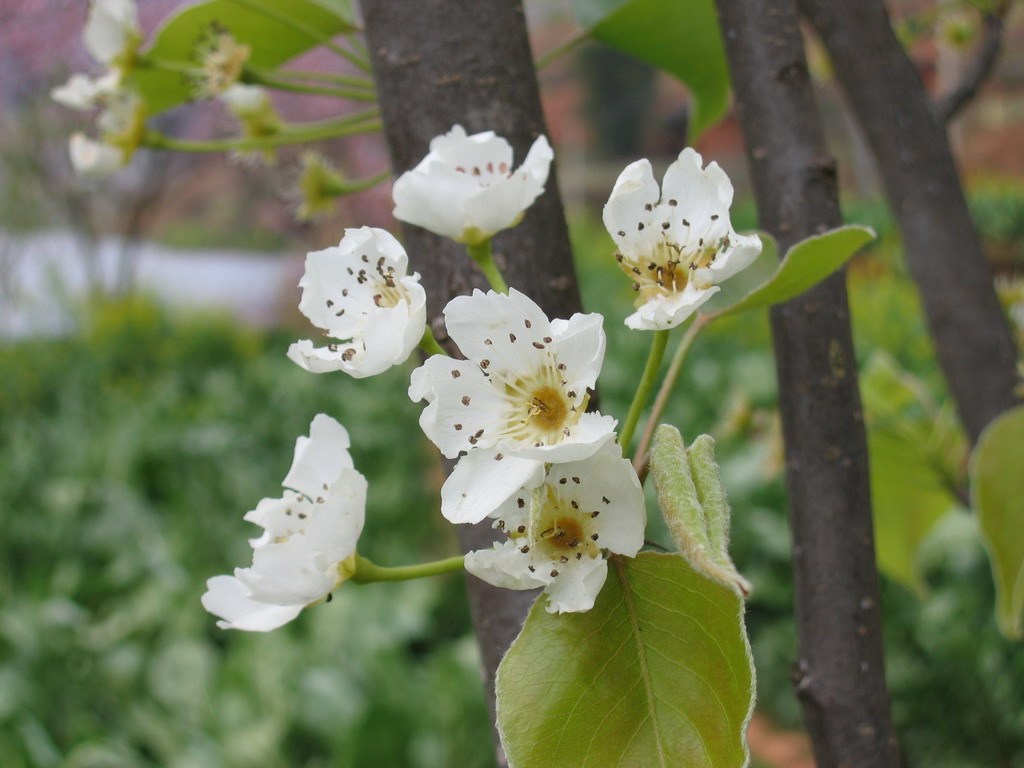 Pear Blossom_Baiduwiki