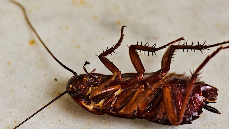Oriental cockroach_Baiduwiki