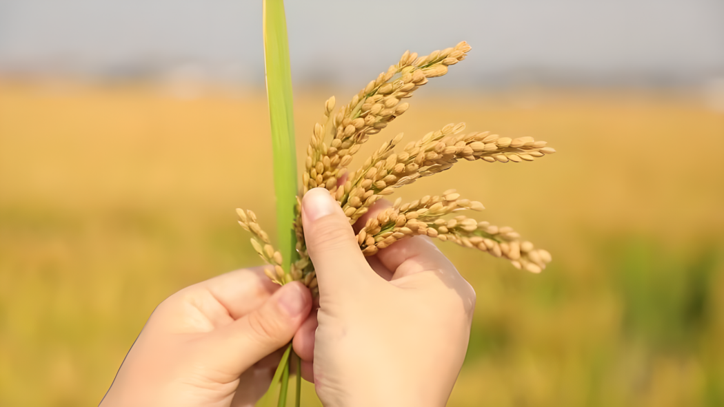 Rice（A plant of the genus Oryza in the family Poaceae.）_Baiduwiki