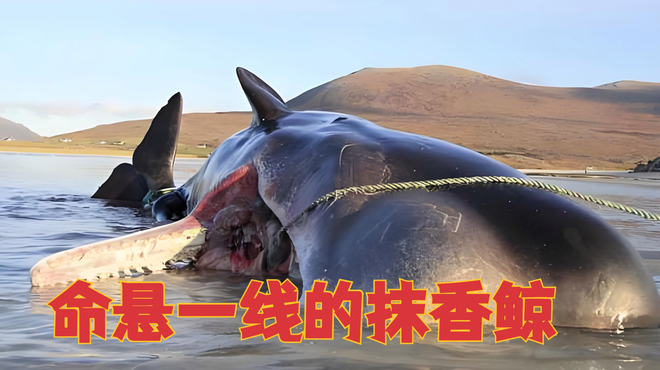 マッコウクジラ_百度百科