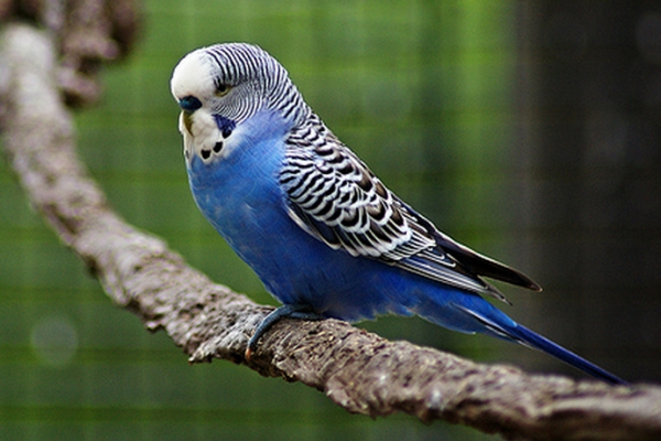 セキセイインコ_百度百科