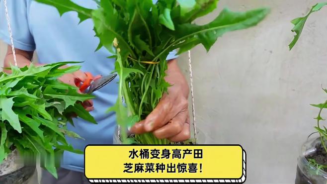 ルッコラ_百度百科