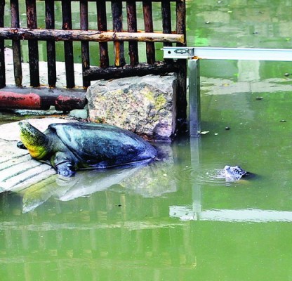 Yangtze Giant Softshell Turtle_Baiduwiki
