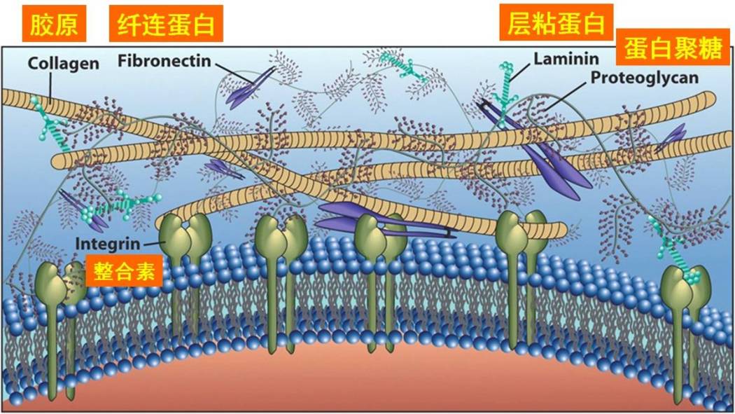 Extracellular matrix_Baiduwiki