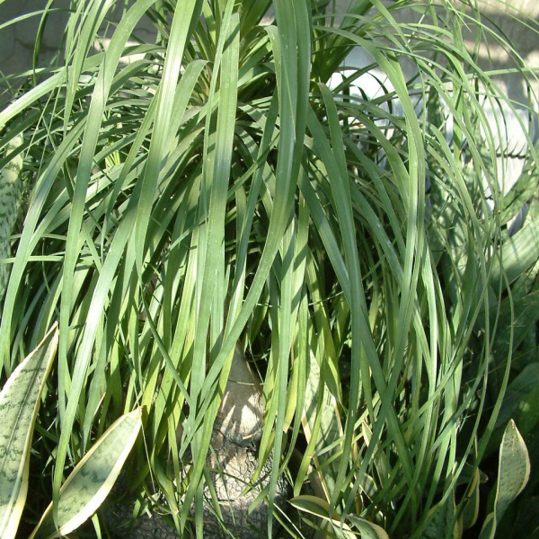 Ponytail Palm_Baiduwiki