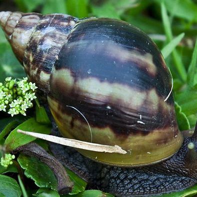 アフリカマイマイ（腹足綱アフリカマイマイ科の動物）_百度百科