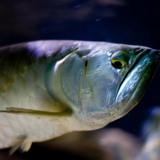 シルバーアロワナ目測25〜30センチ bayside.aqua #神奈川県 #戸塚 #日本最大級大型魚専門店 #アルビノ