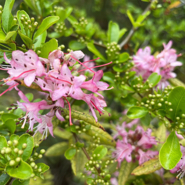 ツツジ（ツツジ科ツツジ属植物）_百度百科