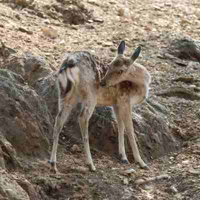 Sika Deer（シカ科シカ属の動物）_百度百科