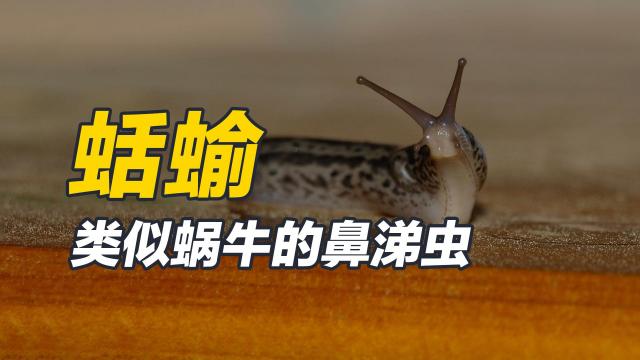 ナメクジ_百度百科