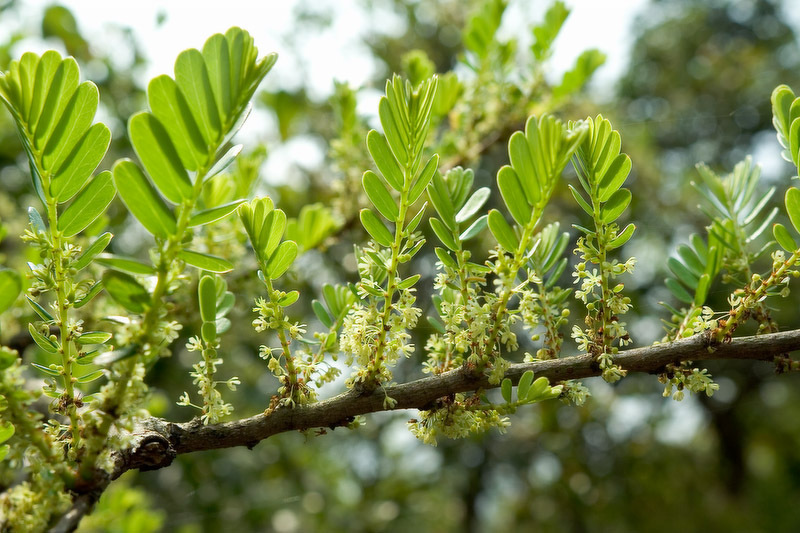 Amla（The fruit of the plant Phyllanthus emblica, which belongs to the ...