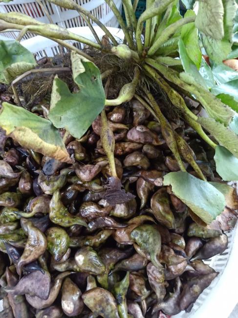 ヒシ（ヒシ科ヒシ属の植物）_百度百科