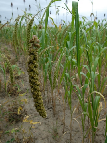 Foxtail Millet_Baiduwiki