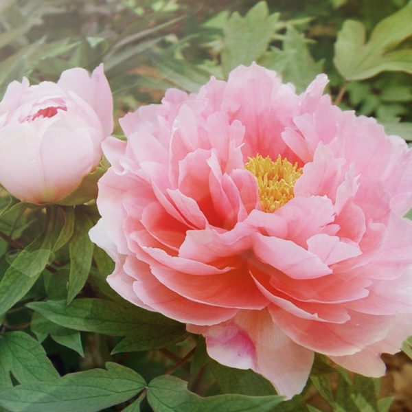 洛陽牡丹_百度百科