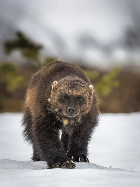 Wolverine（A wolverine is a Mustelidae animal in the genus Gulo.）_Baiduwiki