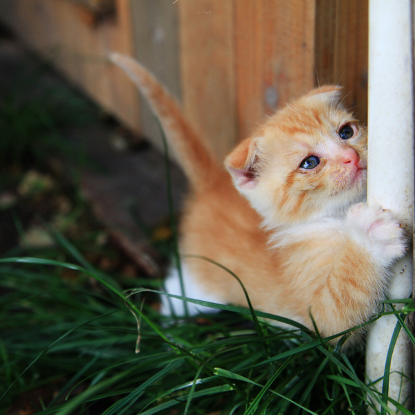 中華田園猫 JXK 1 6 中華田園貓3 0 1 6 Felis Catus 3