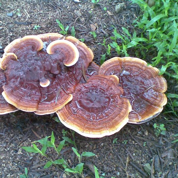 野生霊芝_百度百科