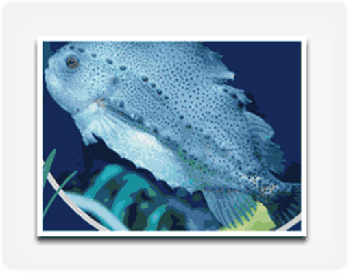 Lumpus（Cyclopteridae marine fish）_Baiduwiki