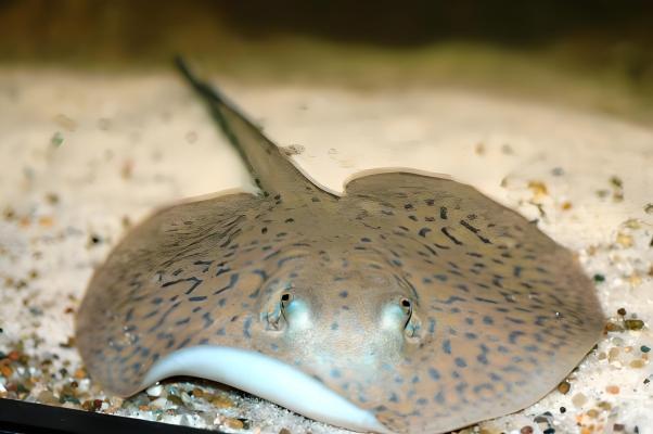 Raya（Animal de la clase Chondrichthyes.）_Baidu Enciclopedia
