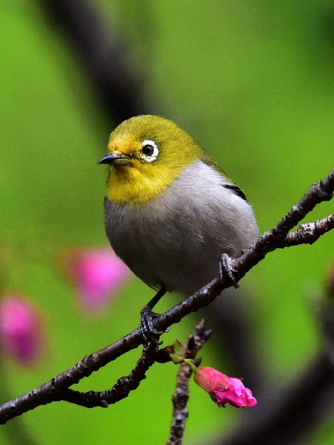 メジロ（メジロ科メジロ属の鳥類）_百度百科