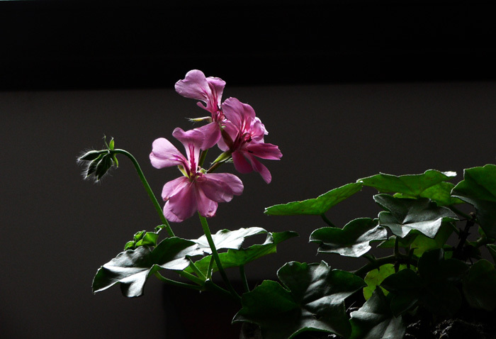 Geranium（A plant of the genus Pelargonium in the family Geraniaceae ...