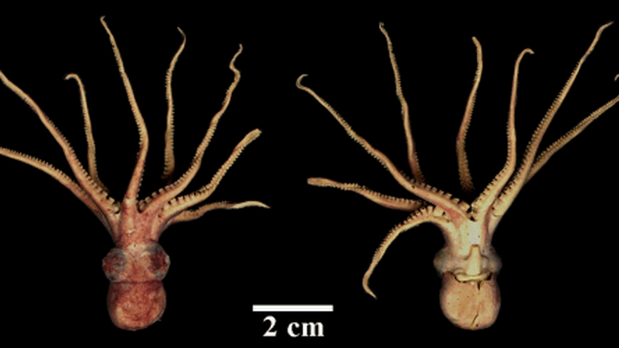 Octopus（Octopodidae molluscs）_Baiduwiki