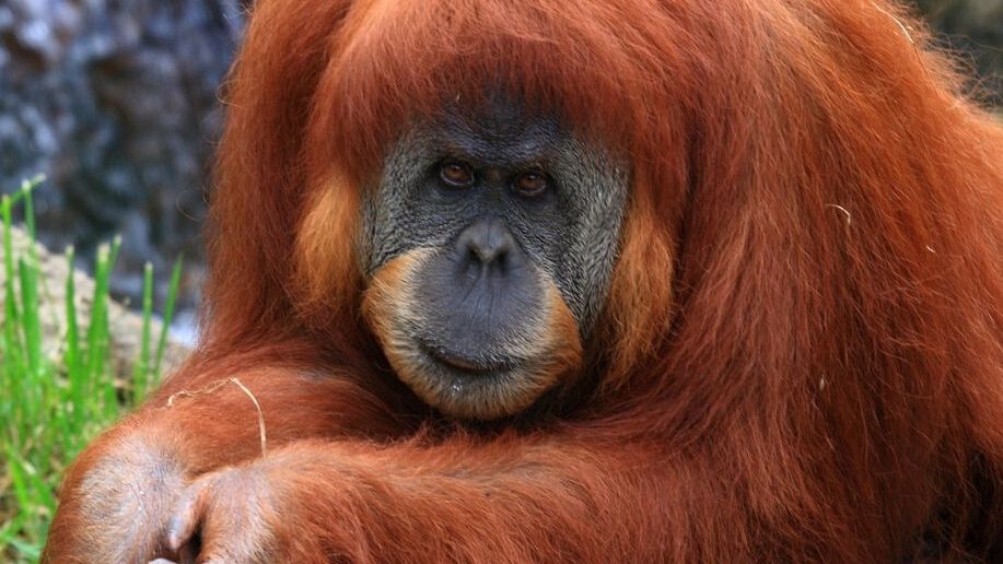 オランウータン_百度百科