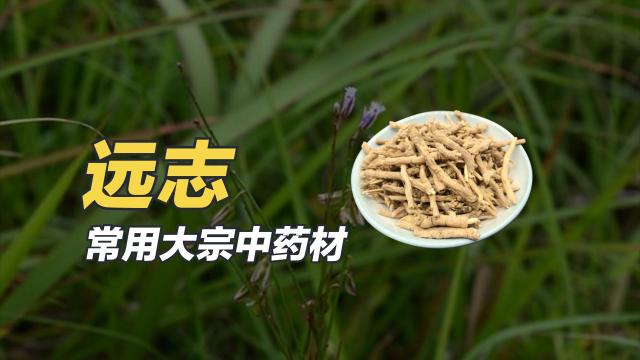 Polygala Root_Baiduwiki