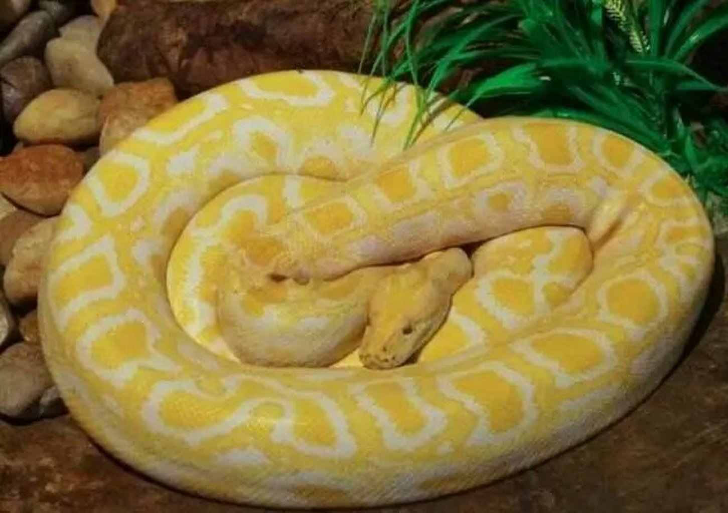 Albino Burmese Python_Baiduwiki