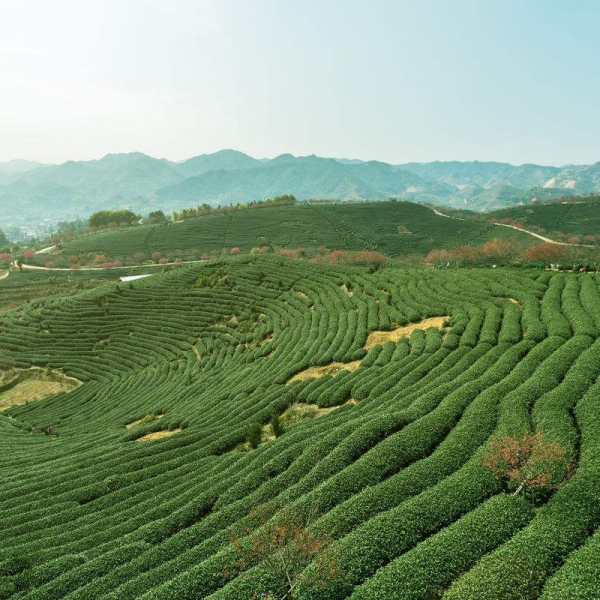 福建烏龍茶_百度百科