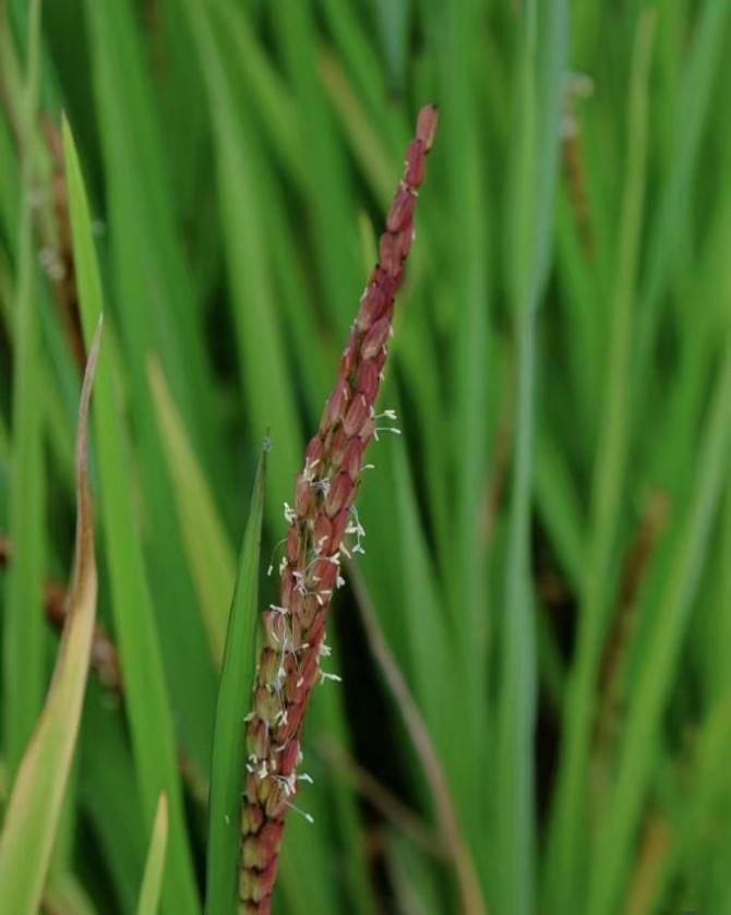 Purple Rice_Baiduwiki
