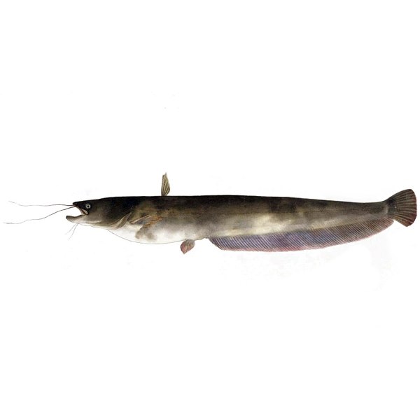 なまず品 ナマズ（ナマズ科ナマズ属の魚類）_百度百科