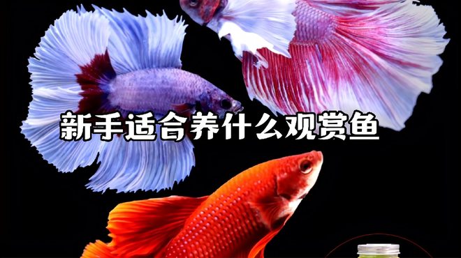 錦鯉_百度百科