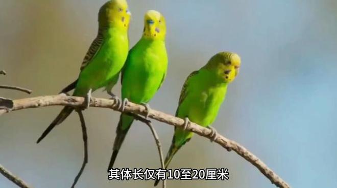 セキセイインコ_百度百科