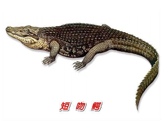 Alligator（An animal of the genus *Alligator* in the family ...