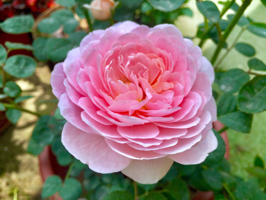 Chinese Rose_Baiduwiki