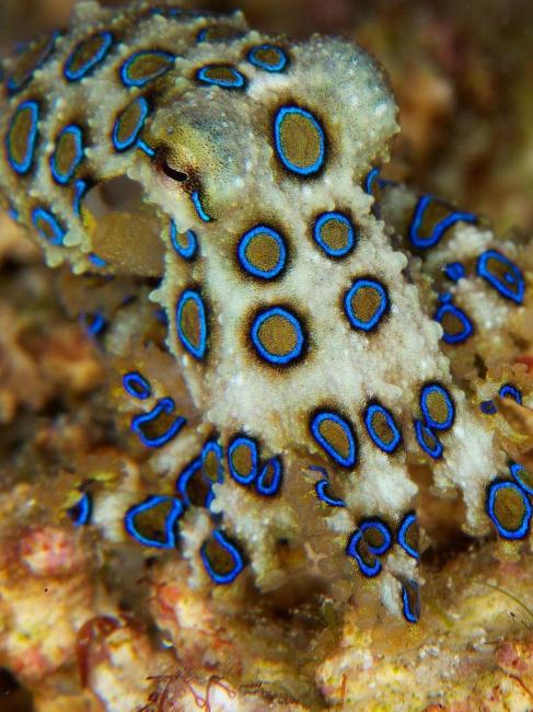 blue-ringed octopus_Baiduwiki